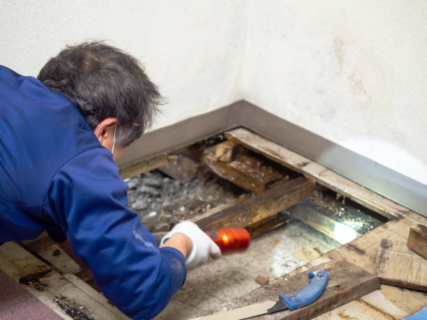 Best Attic Mold Remediation in Lathrup Village, MI