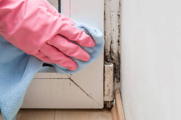 Best Post-Flood Mold Remediation in Lathrup Village, MI